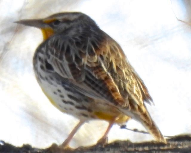 Eastern Meadowlark - ML295625621