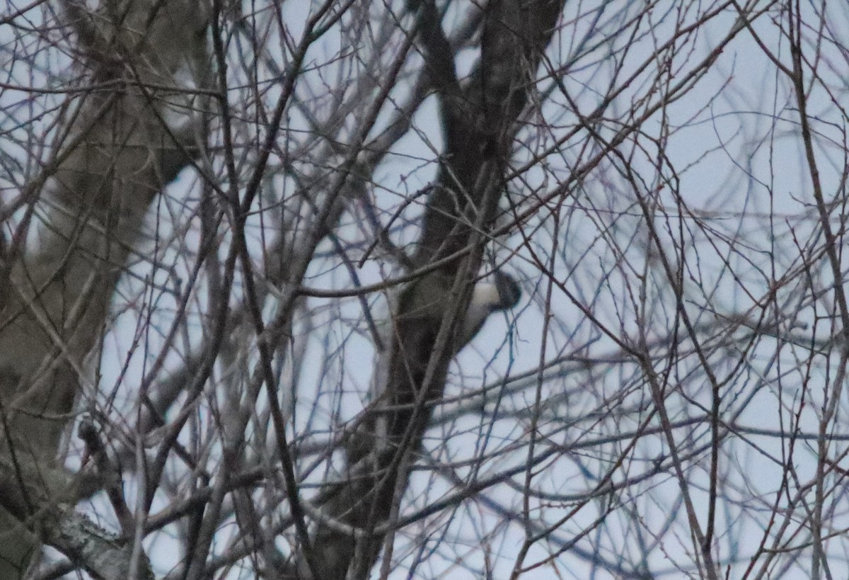 Hairy Woodpecker - ML295626031