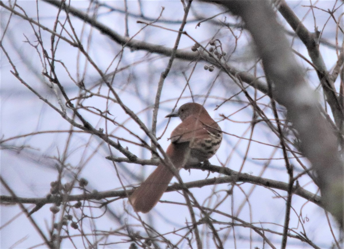Brown Thrasher - ML295627001