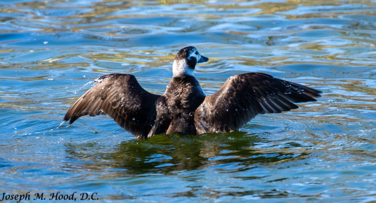 Long-tailed Duck - ML295627411