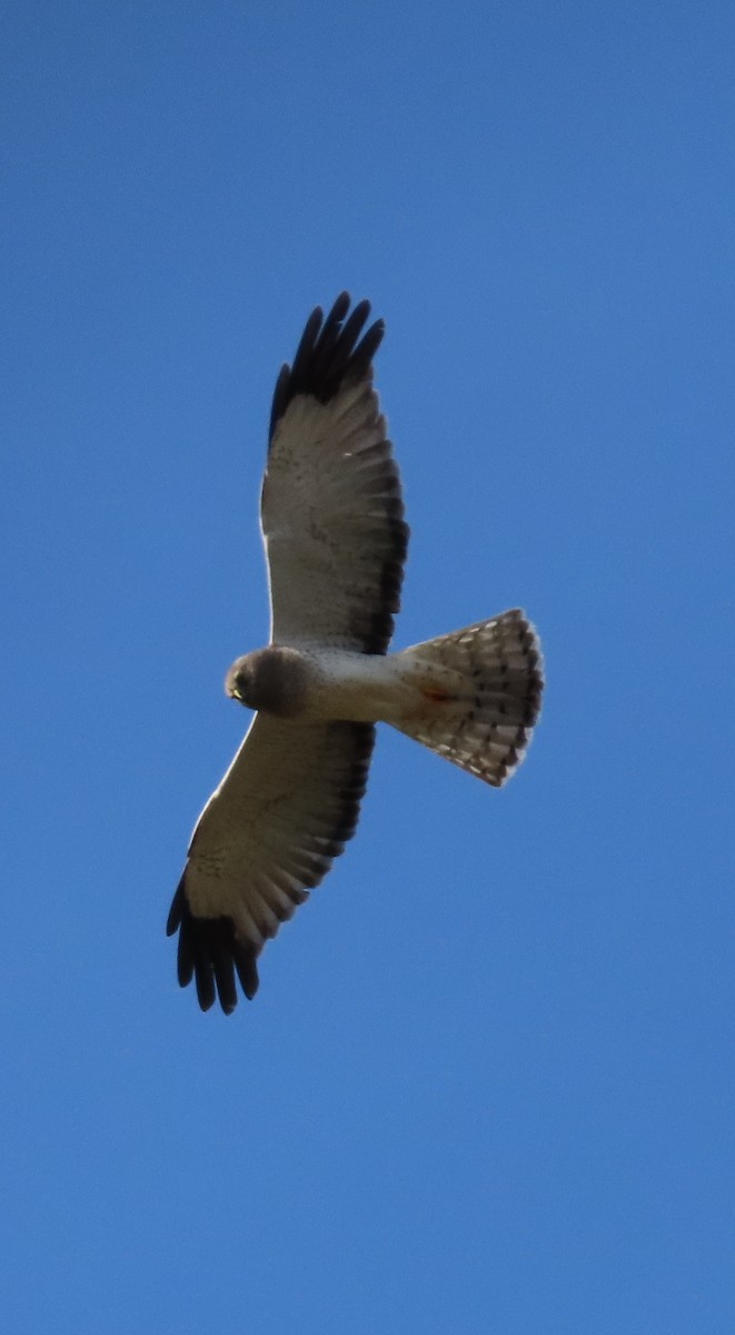 Northern Harrier - ML295627481