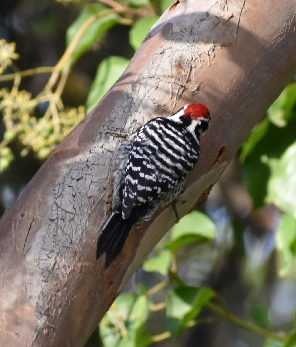 Nuttall's Woodpecker - Marina Roell