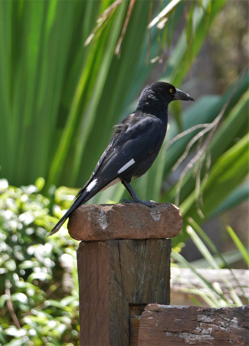 Pied Currawong - Annette Foy