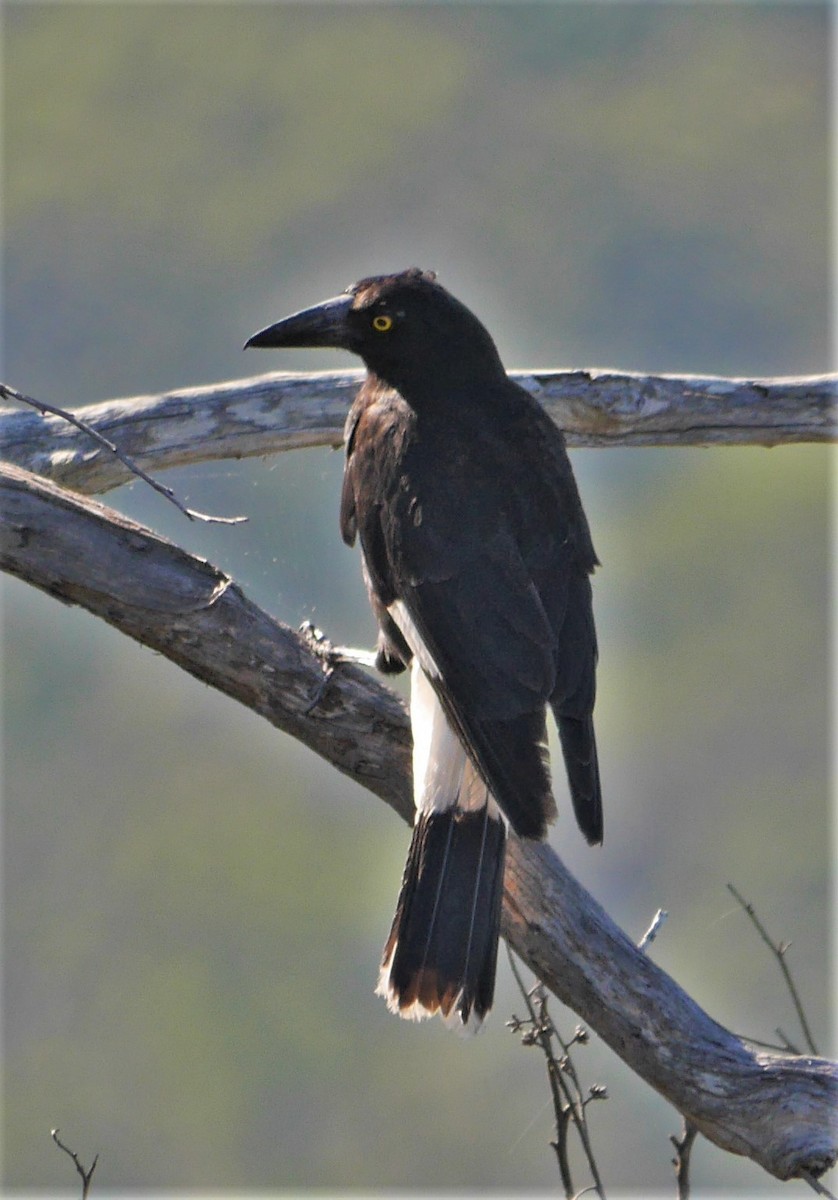 Pied Currawong - Annette Foy