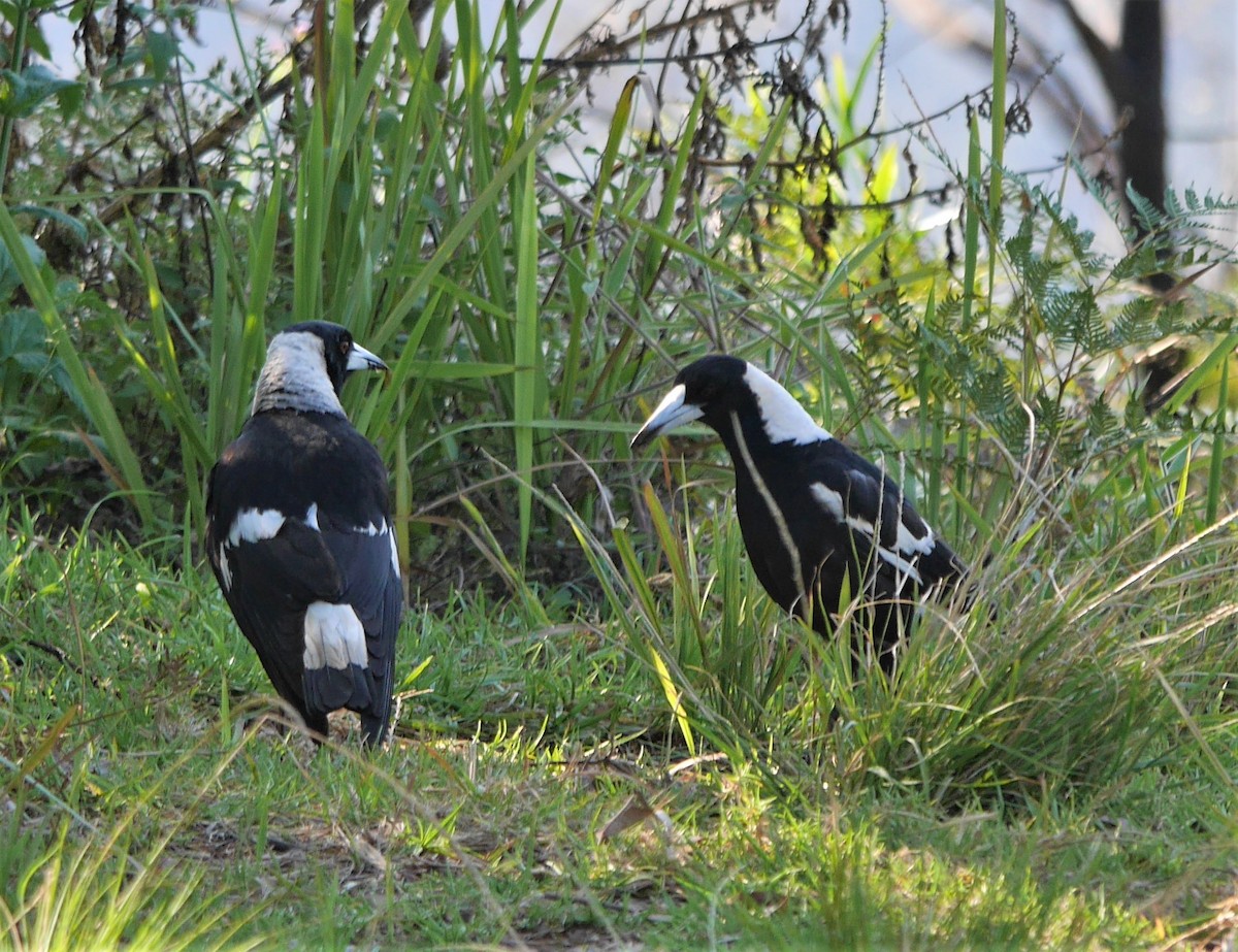 Australian Magpie - Annette Foy