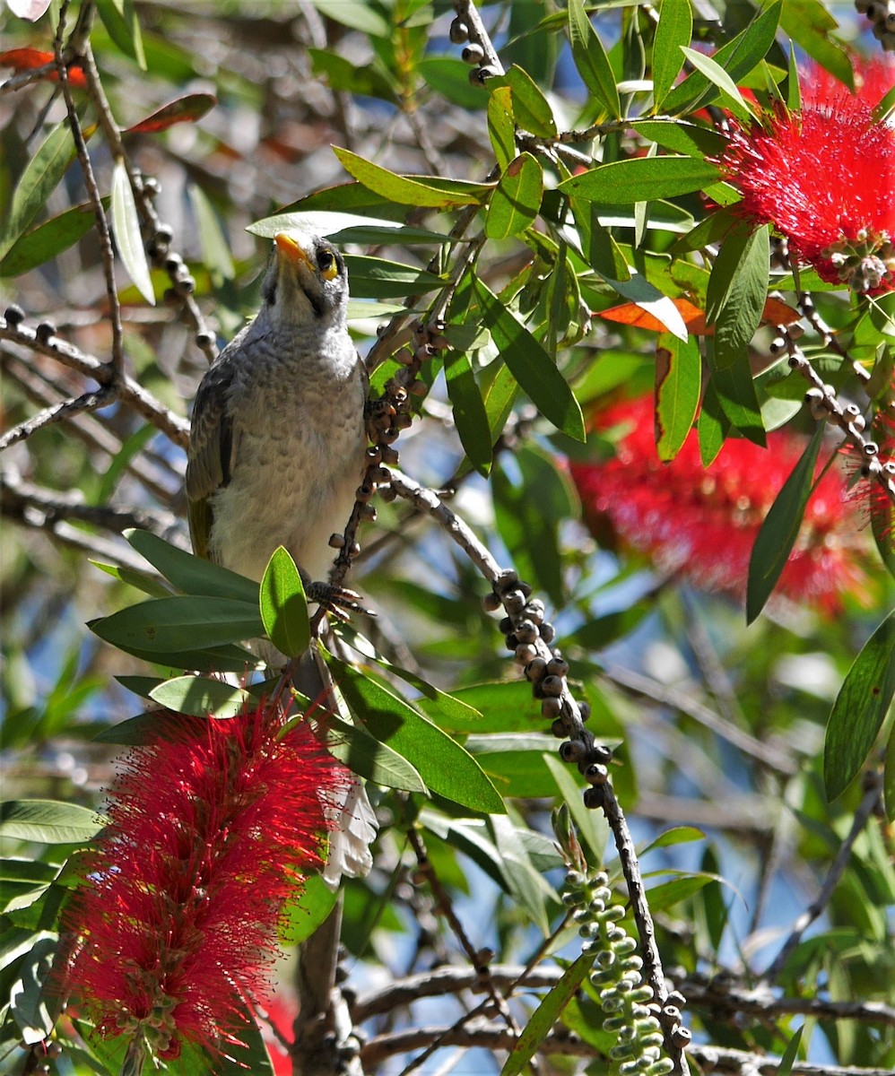 Noisy Miner - ML295629451