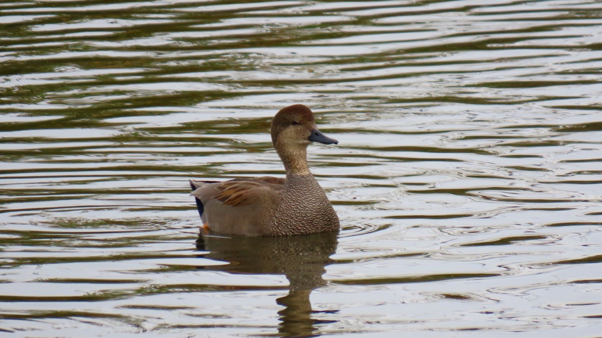 Gadwall - ML295630721