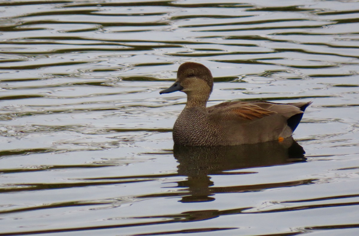 Gadwall - ML295630731