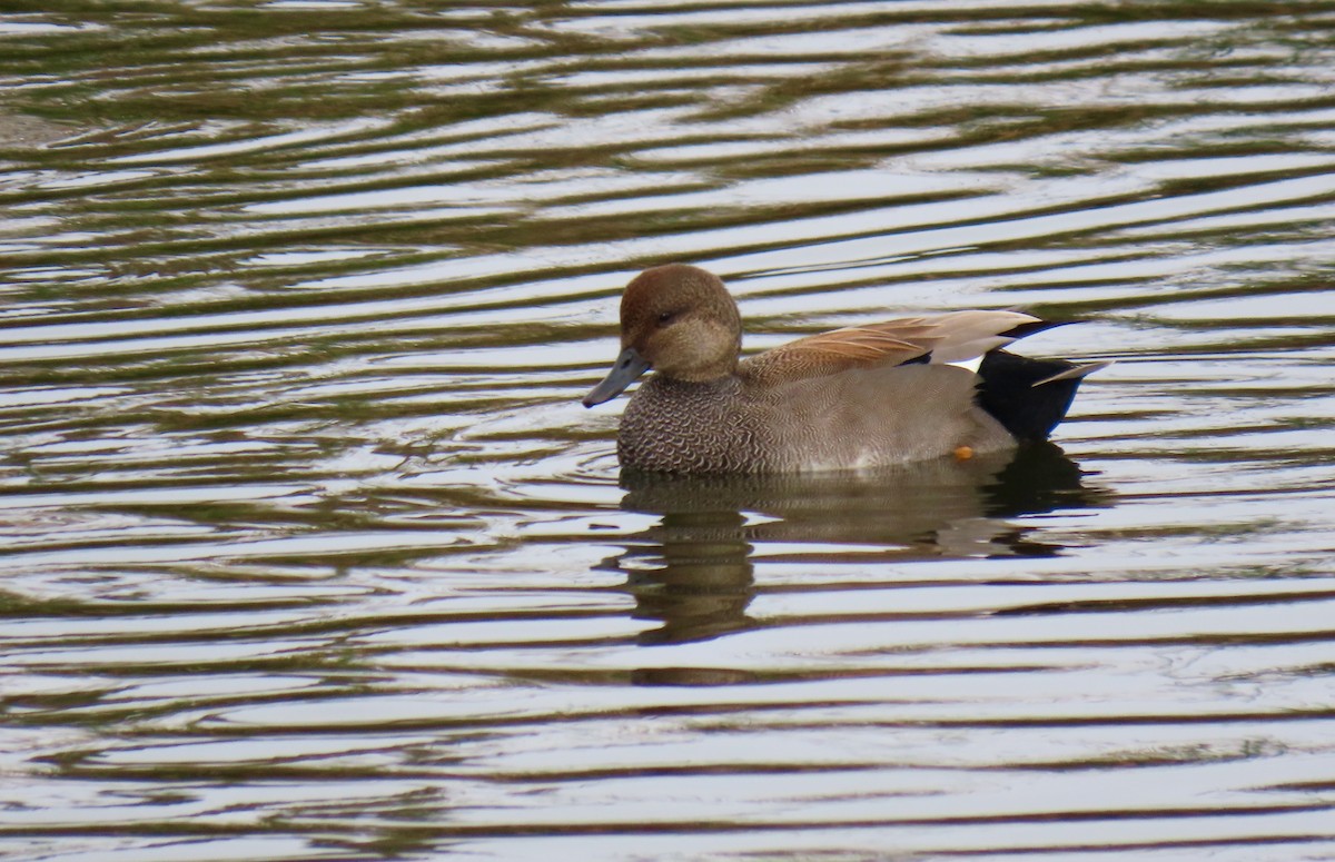 Gadwall - ML295630741