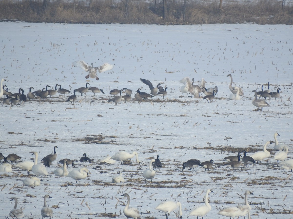 Trumpeter Swan - ML295630751