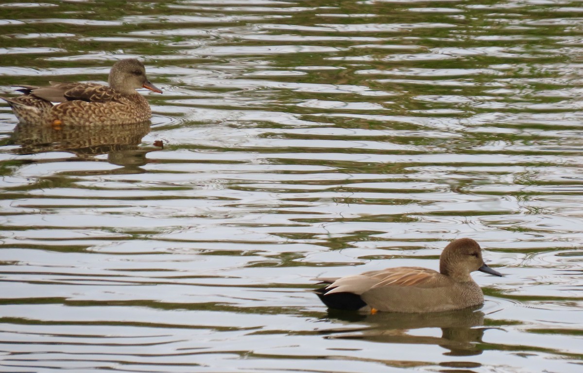 Gadwall - ML295630801