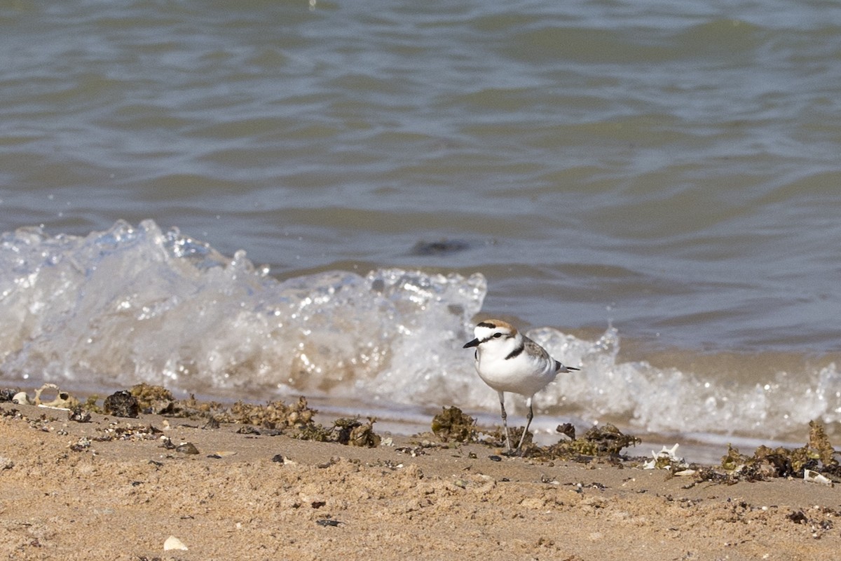 Kentish Plover - Georgina Cole