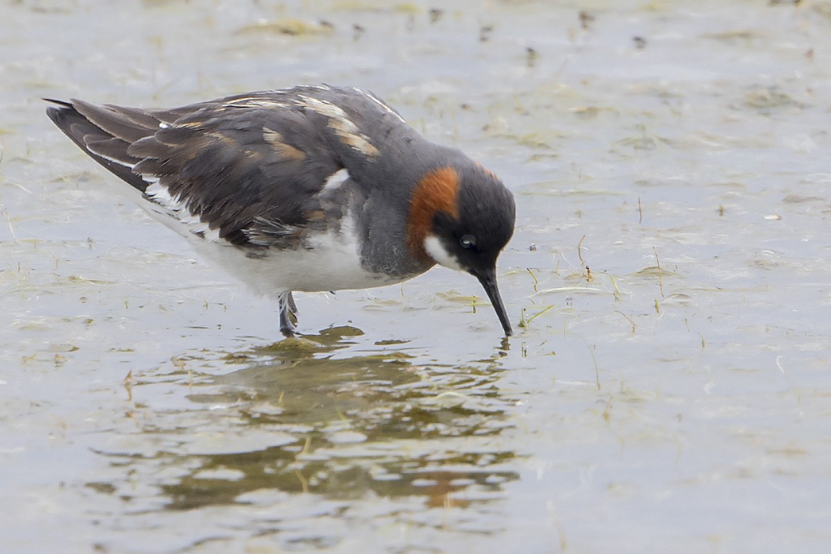 Red-necked Phalarope - ML29563311