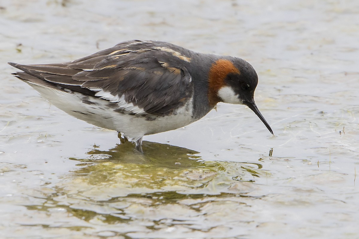 Red-necked Phalarope - ML29563331