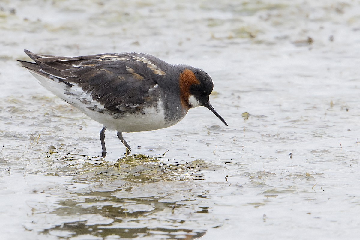 Red-necked Phalarope - Bradley Hacker 🦜