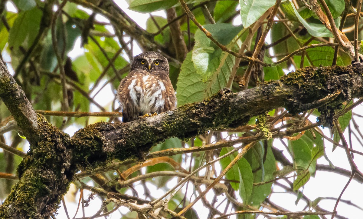 Andean Pygmy-Owl - David Monroy Rengifo