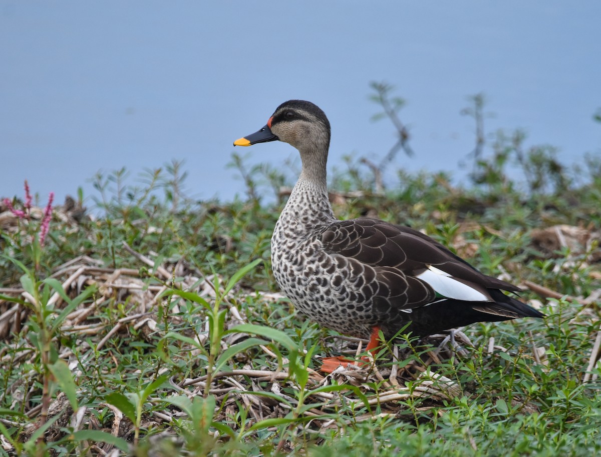 Indian Spot-billed Duck - ML295634751