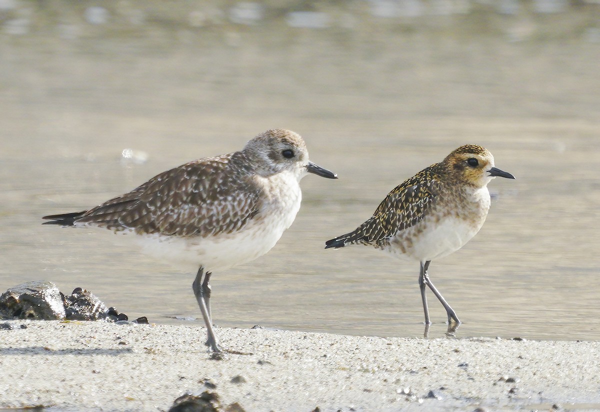 Pacific Golden-Plover - Anonymous