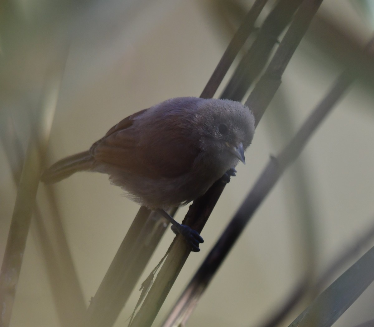 Black-headed Penduline-Tit - ML295635591