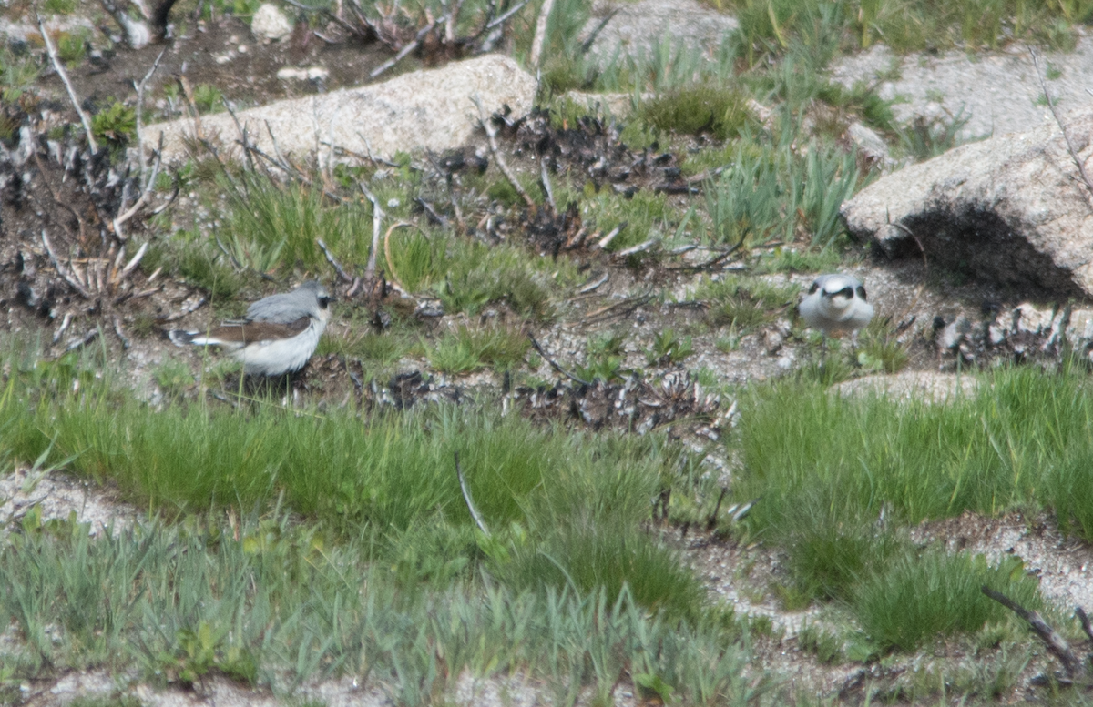 Northern Wheatear - Fábio Freitas