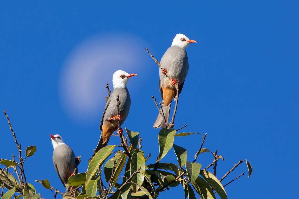 White-headed Bulbul - ML295640481