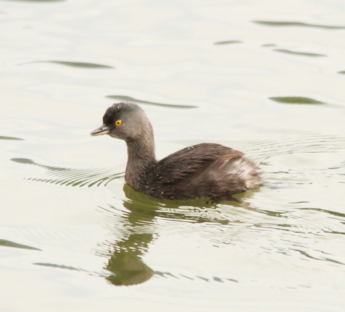 Least Grebe - ML295642201