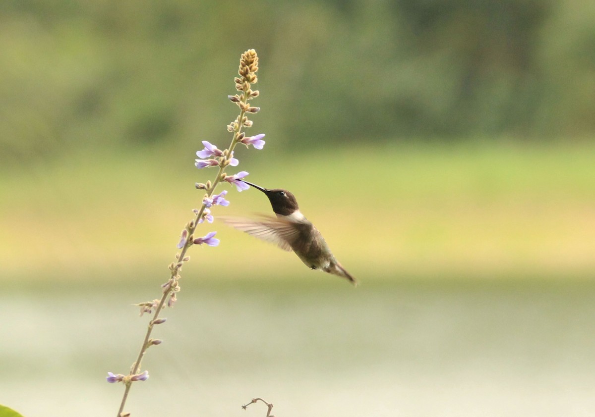 Black-chinned Hummingbird - ML295642221