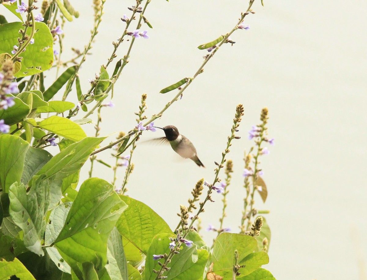 Black-chinned Hummingbird - ML295642821