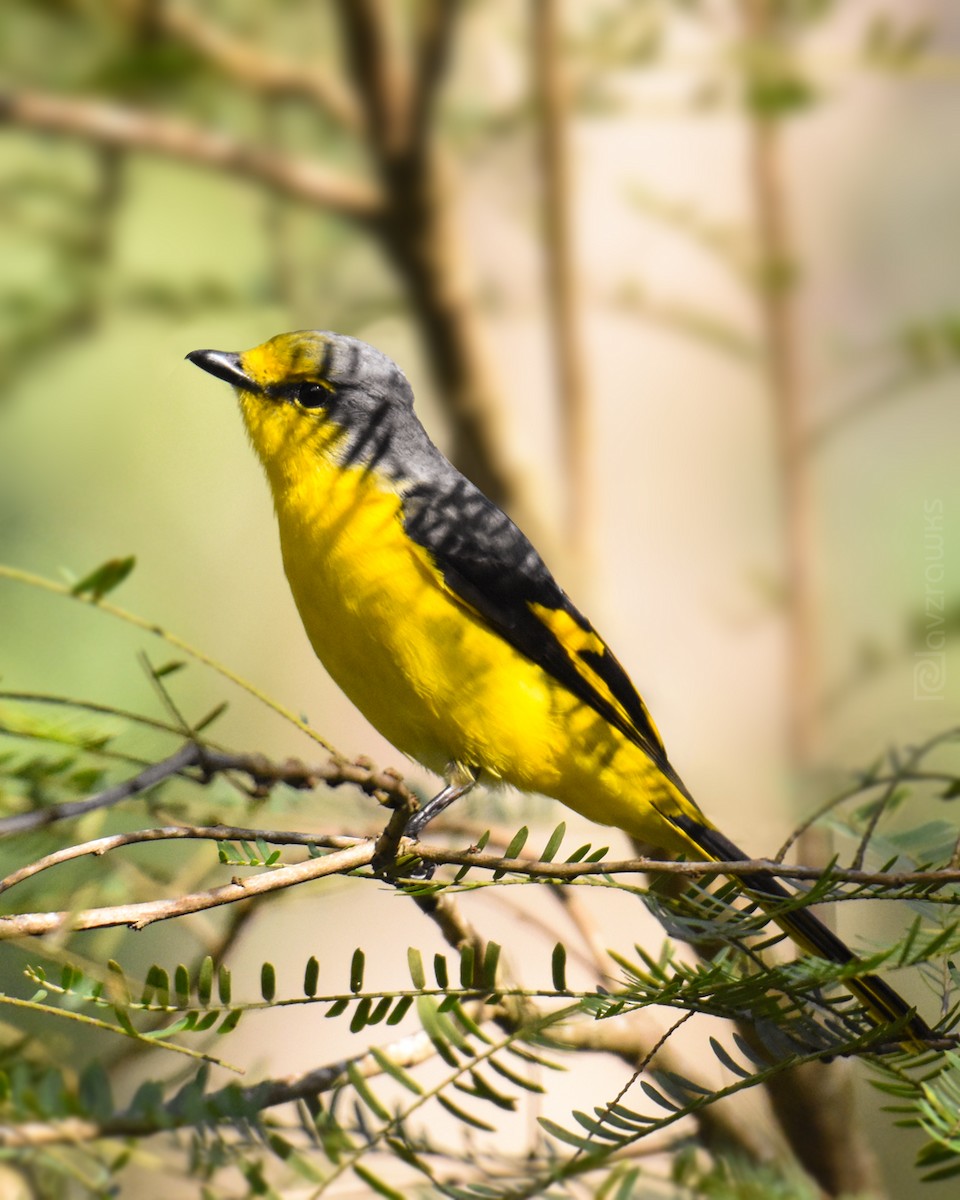 Orange Minivet - ML295643041