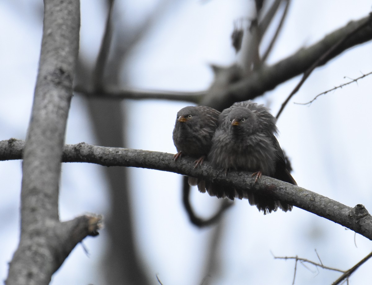 Jungle Babbler - ML295643161