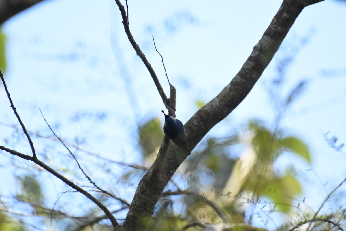 Indian Nuthatch - ML295643211