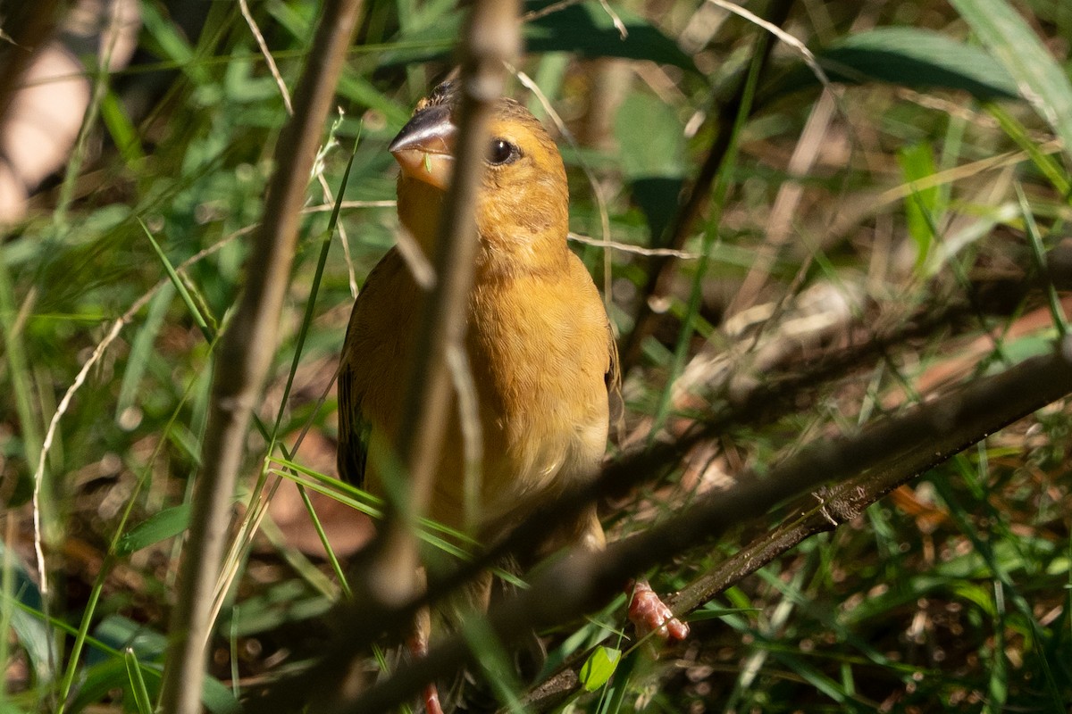 Asian Golden Weaver - Gavin Ailes