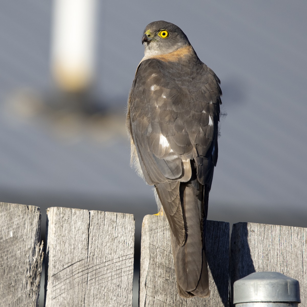 Collared Sparrowhawk - Cedric Bear