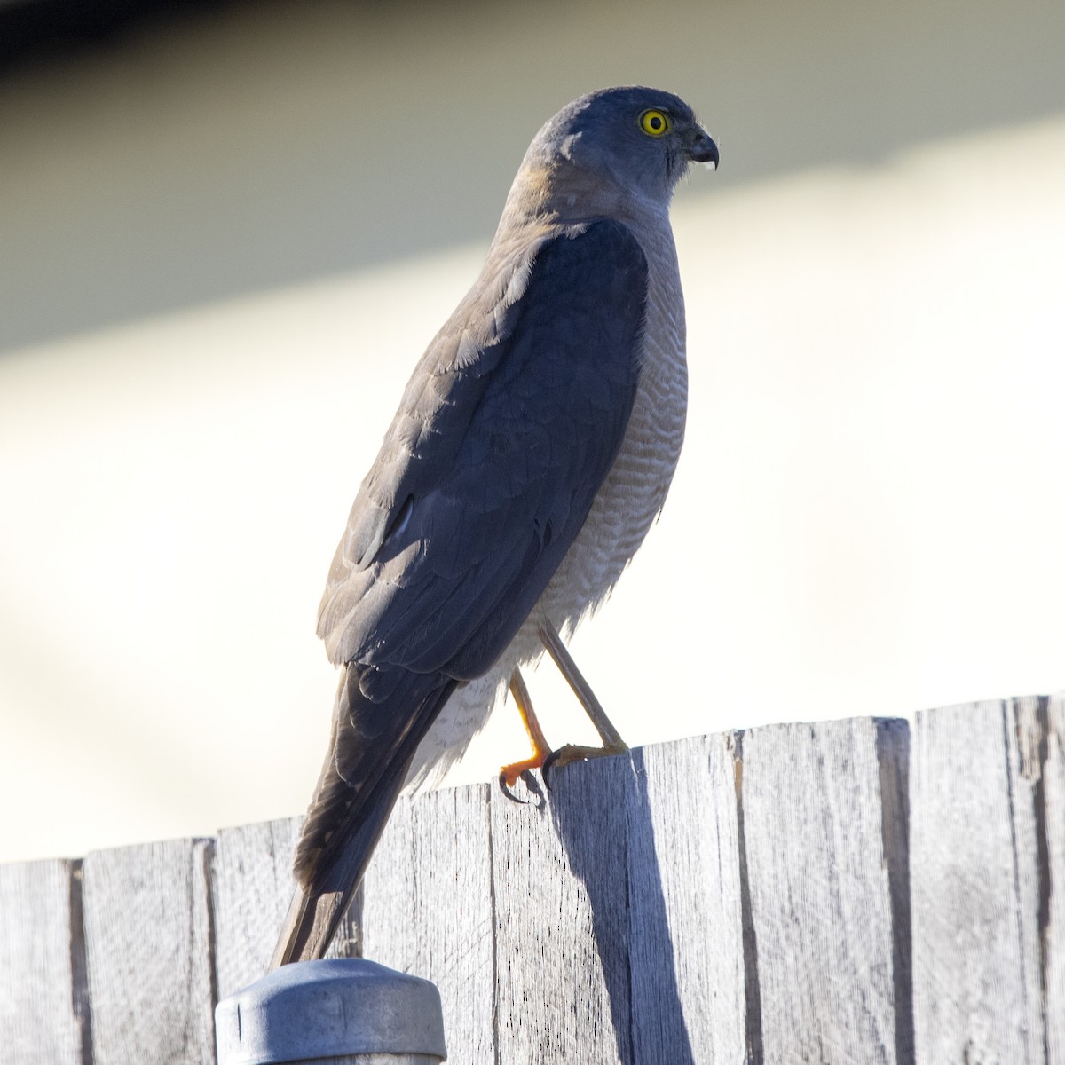 Collared Sparrowhawk - Cedric Bear