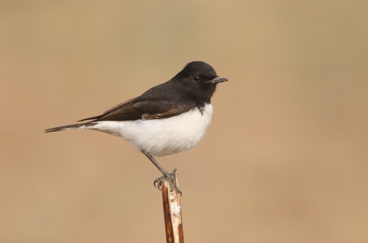 Variable Wheatear - Vyom Vyas