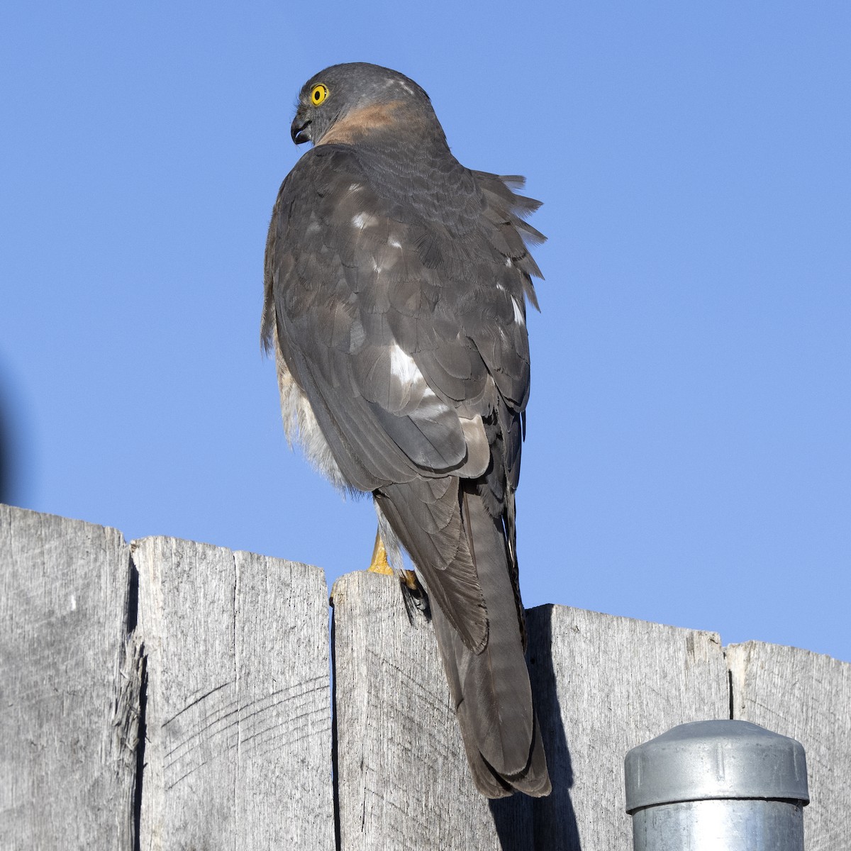 Collared Sparrowhawk - Cedric Bear