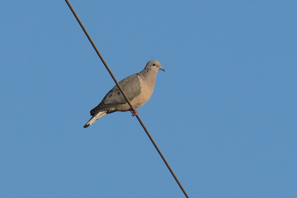 Eared Dove - ML295644881