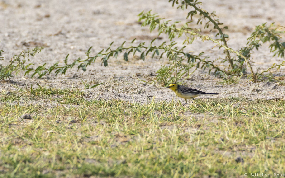 Citrine Wagtail - Adithya Bhat