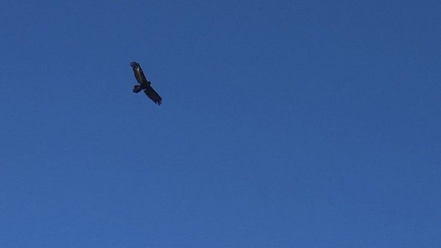 Wedge-tailed Eagle - ML295647911