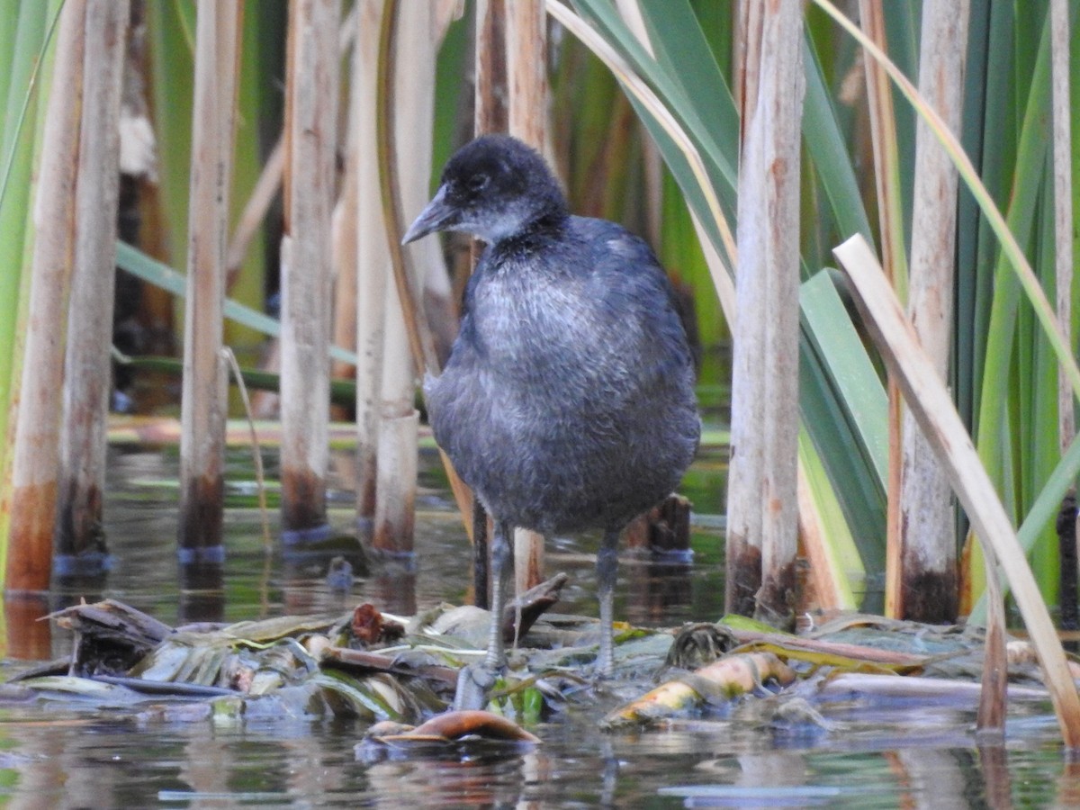 Eurasian Coot - DS Ridley