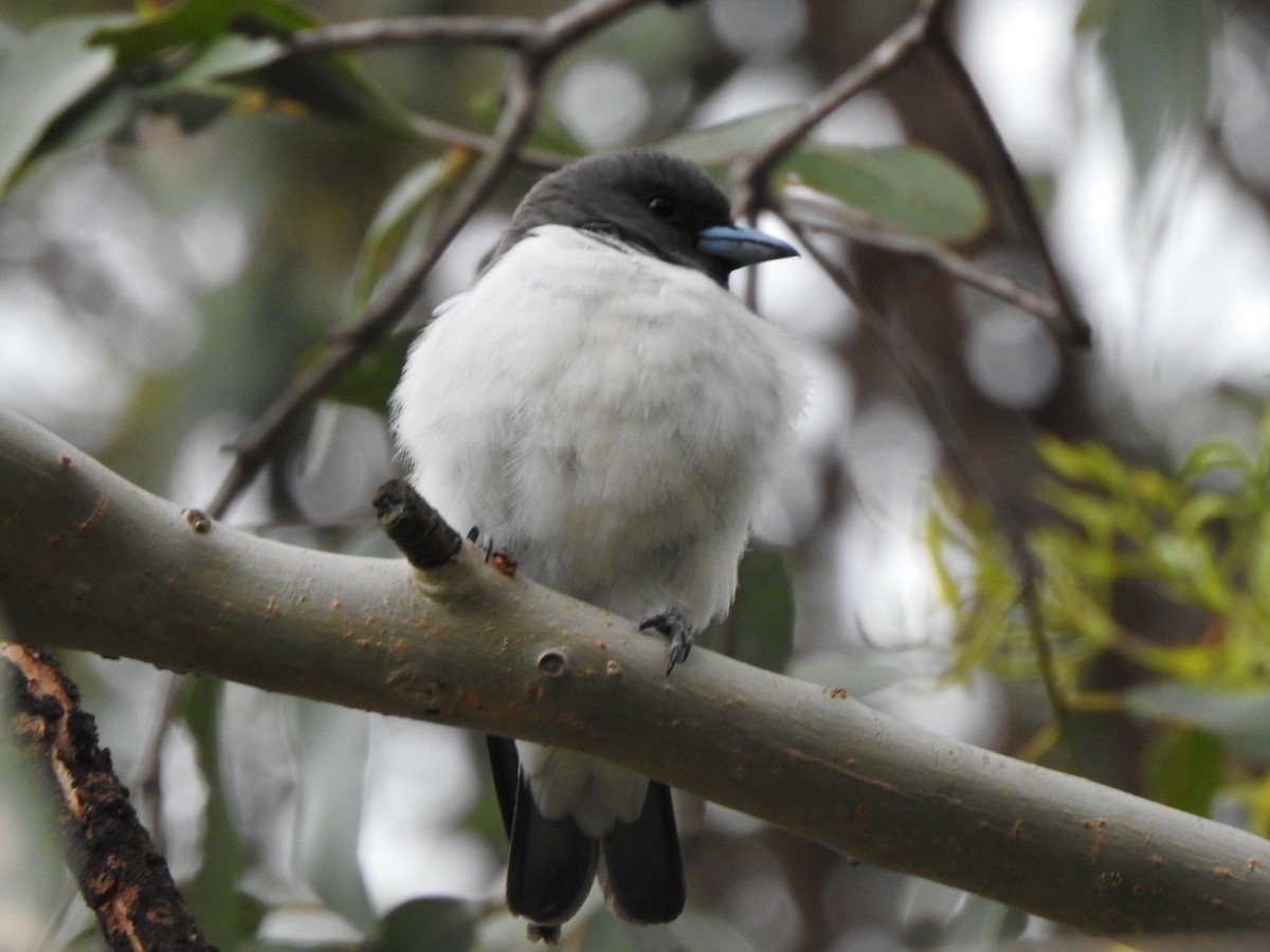 White-breasted Woodswallow - Scott Fox