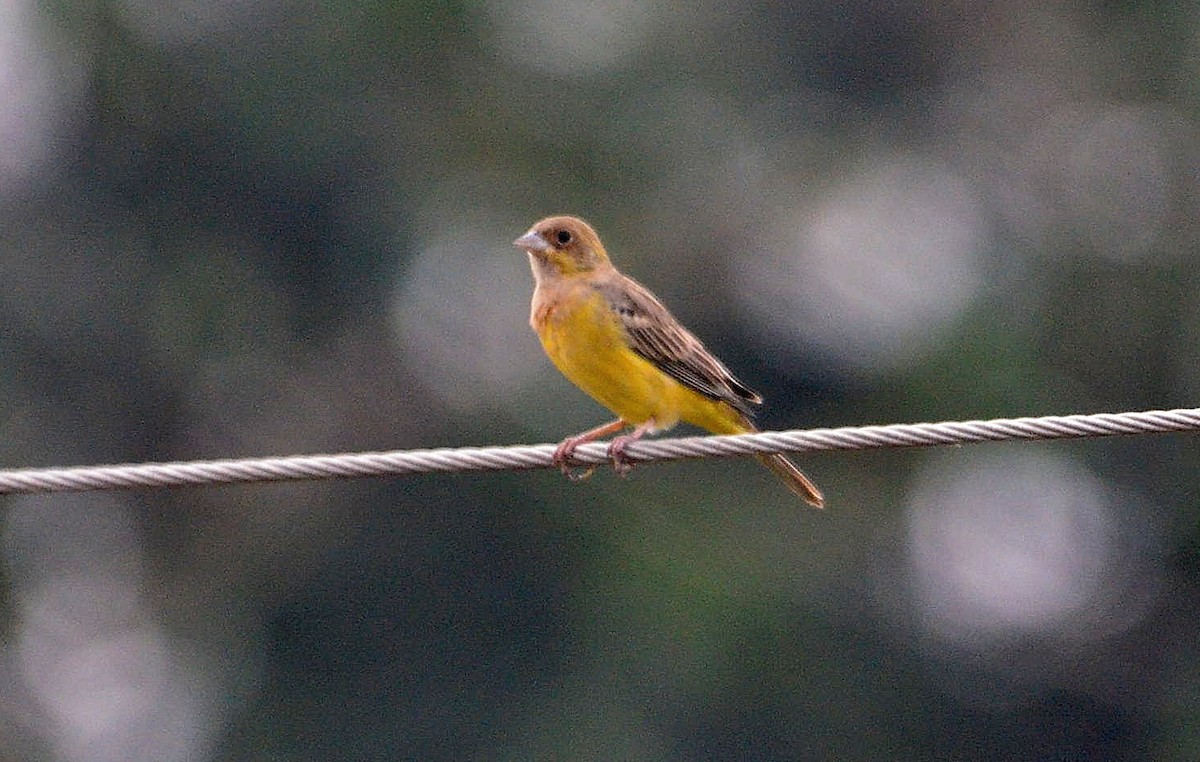 Red-headed Bunting - Govindarajan Raghavan