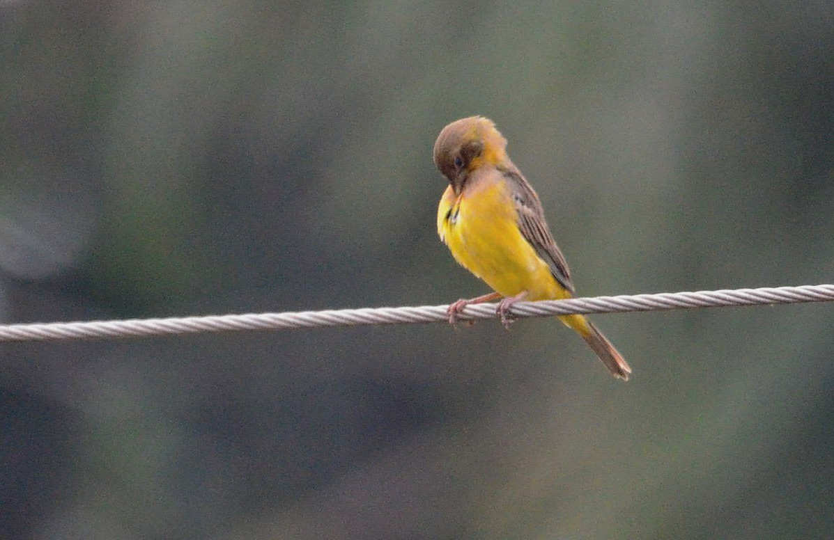 Red-headed Bunting - Govindarajan Raghavan