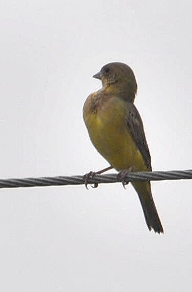 Red-headed Bunting - Govindarajan Raghavan