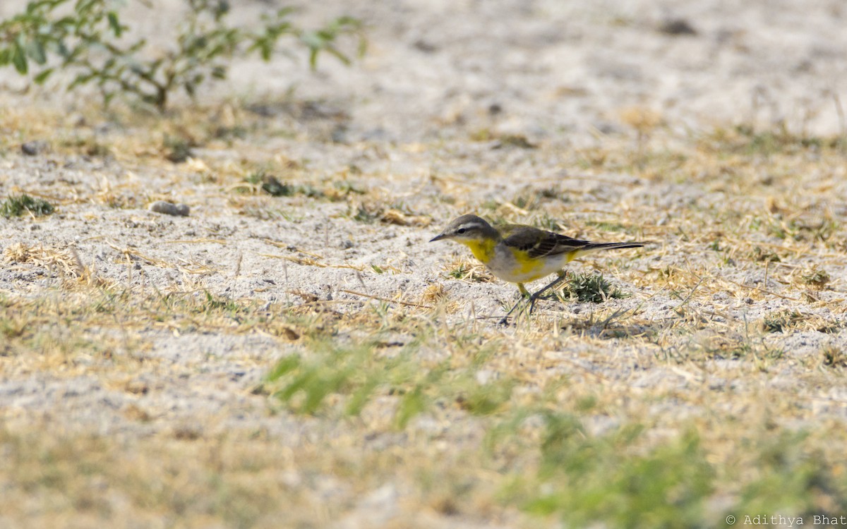 Western Yellow Wagtail - Adithya Bhat