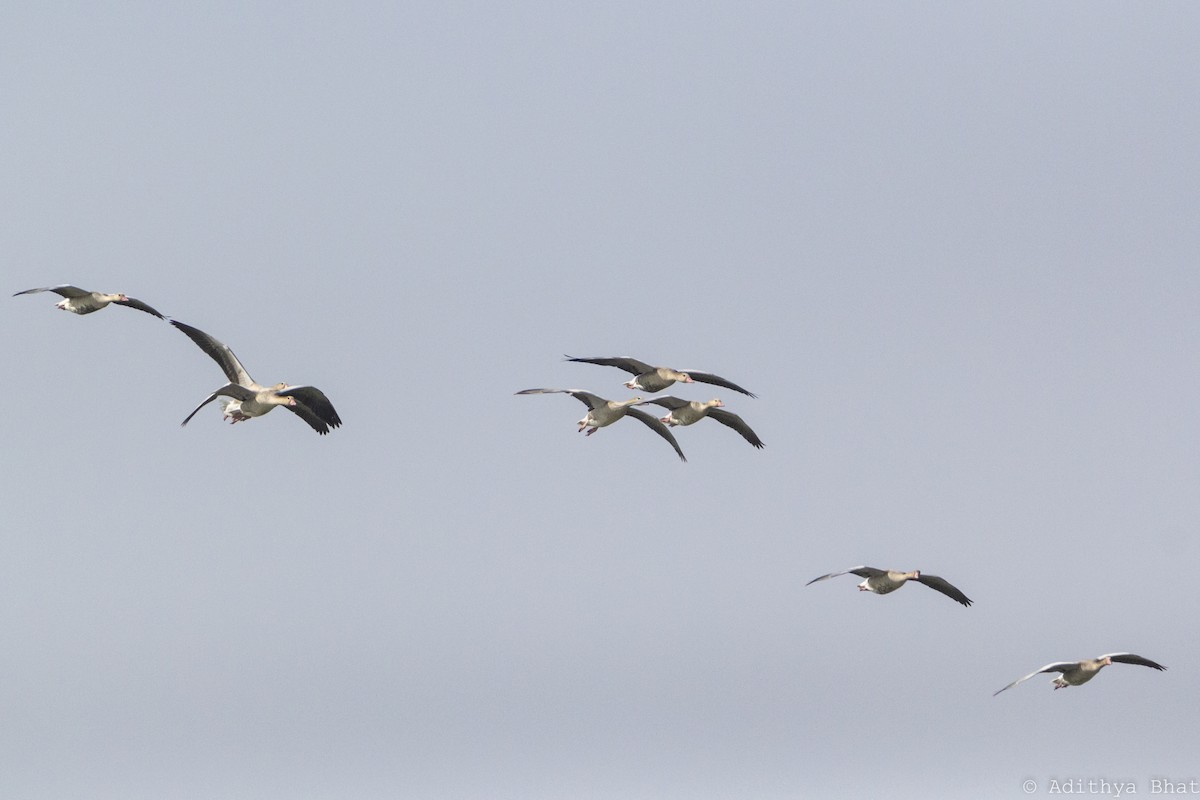 Graylag Goose - ML295649381