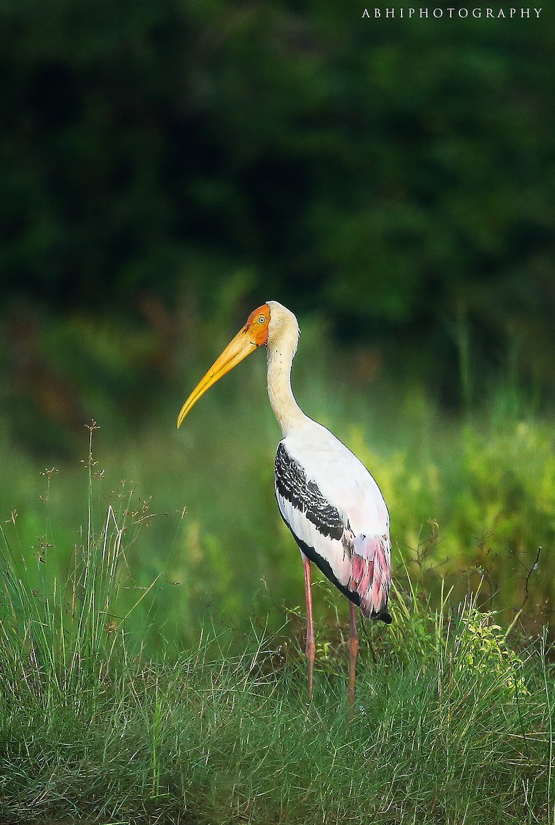 Painted Stork - Abhilash Padmanabhan