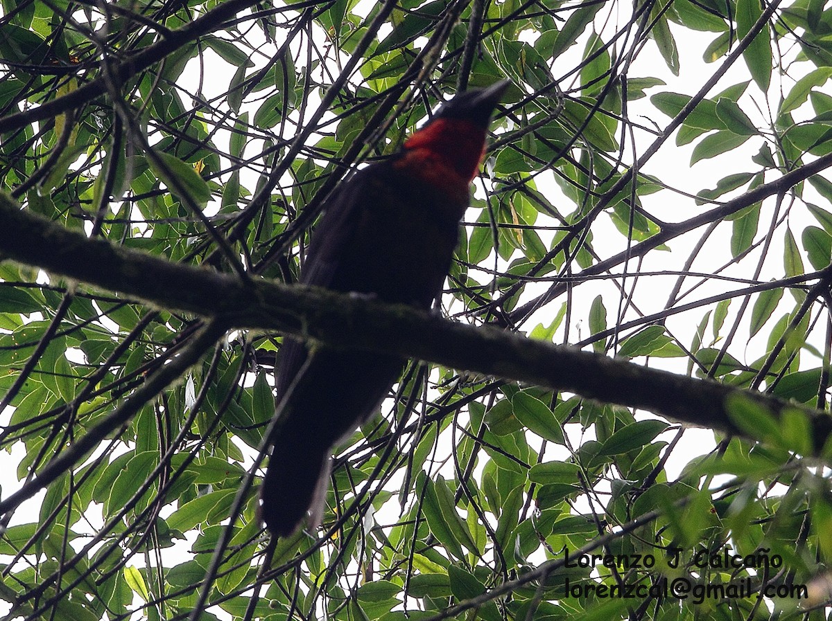 Red-ruffed Fruitcrow - Lorenzo Calcaño