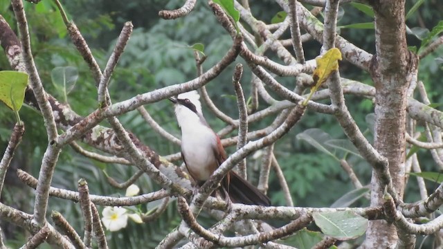 White-crested Laughingthrush - ML295653341