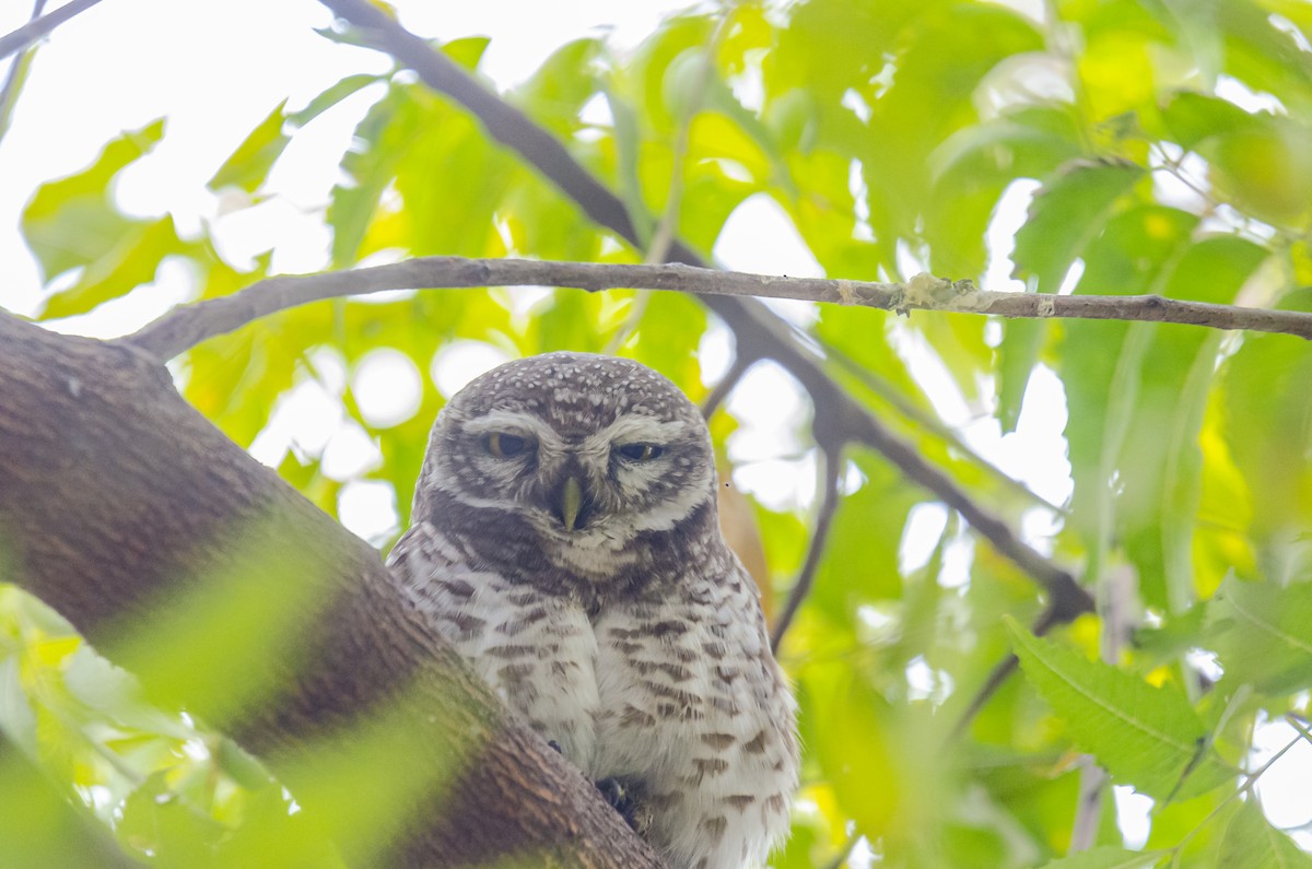 Spotted Owlet - ML295653431